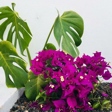 Apartamento The Little White House, Flower 9