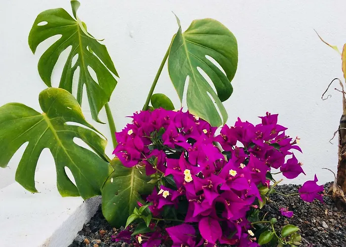 Apartmán The Little White House, Flower 9